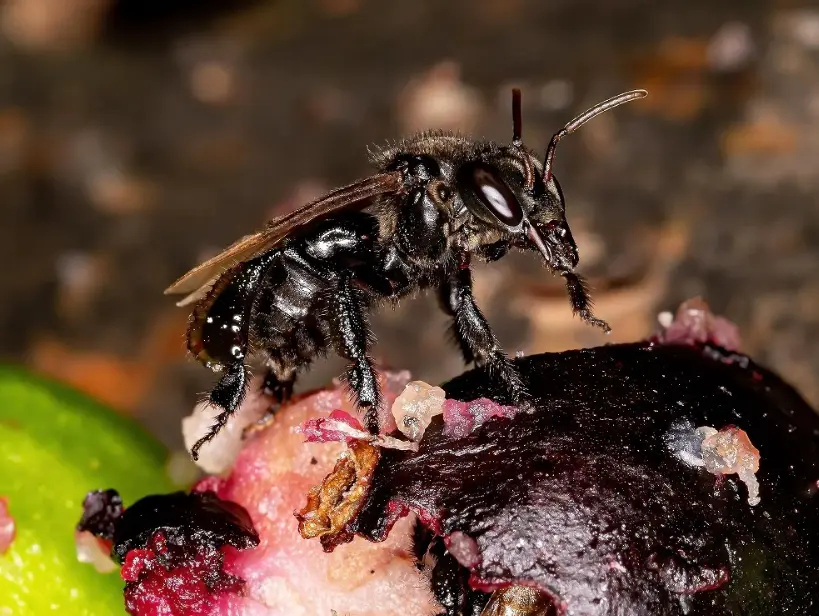 زنبور گوشت‌خوار که گرده‌افشانی نمی‌کند و به گوشت مرده علاقه دارد