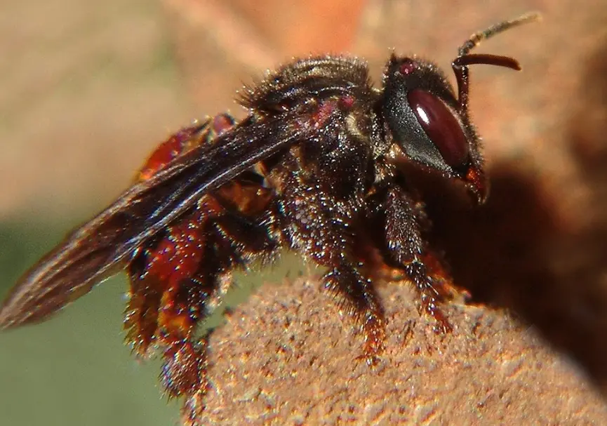 زنبور گوشت‌خوار که گرده‌افشانی نمی‌کند و به گوشت مرده علاقه دارد