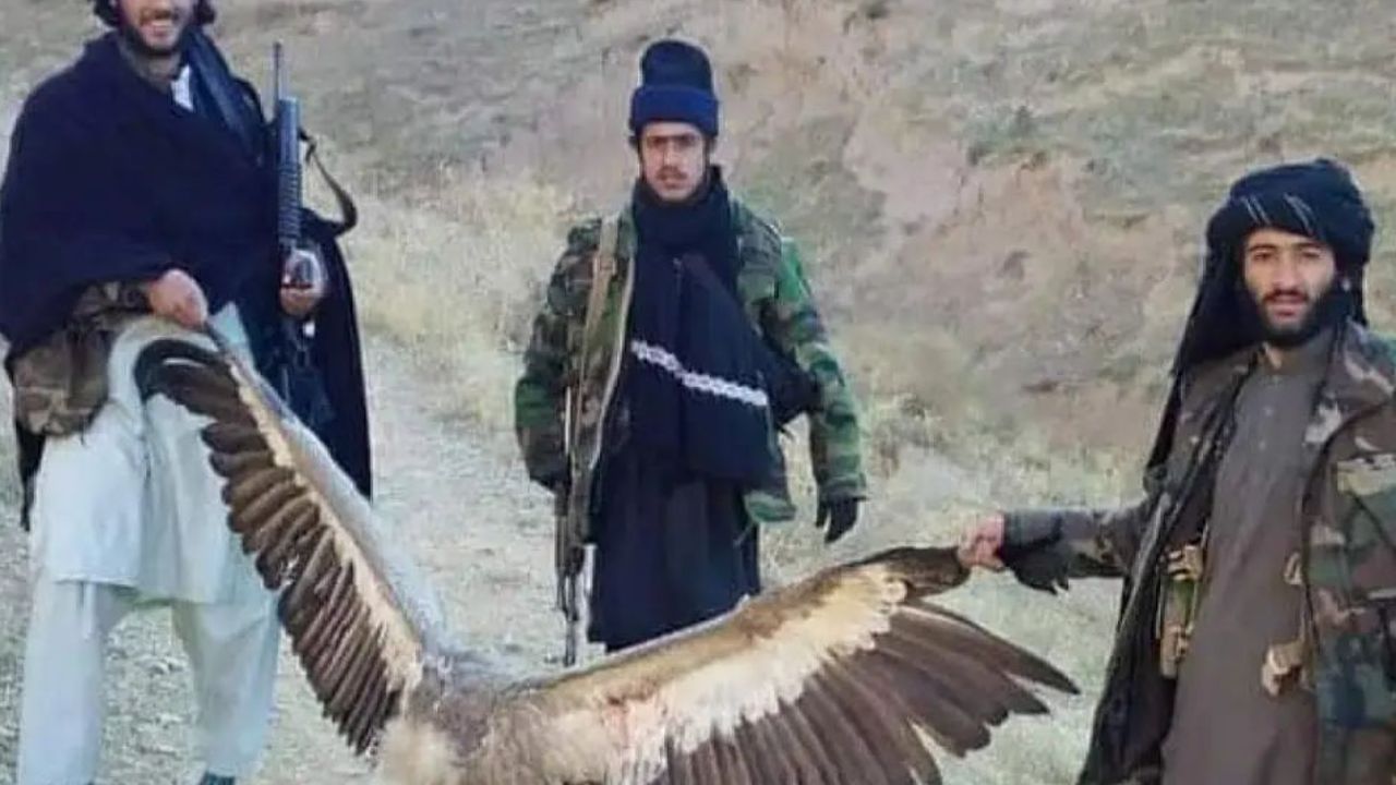 طالبان به پرندگان هم رحم نمیکند