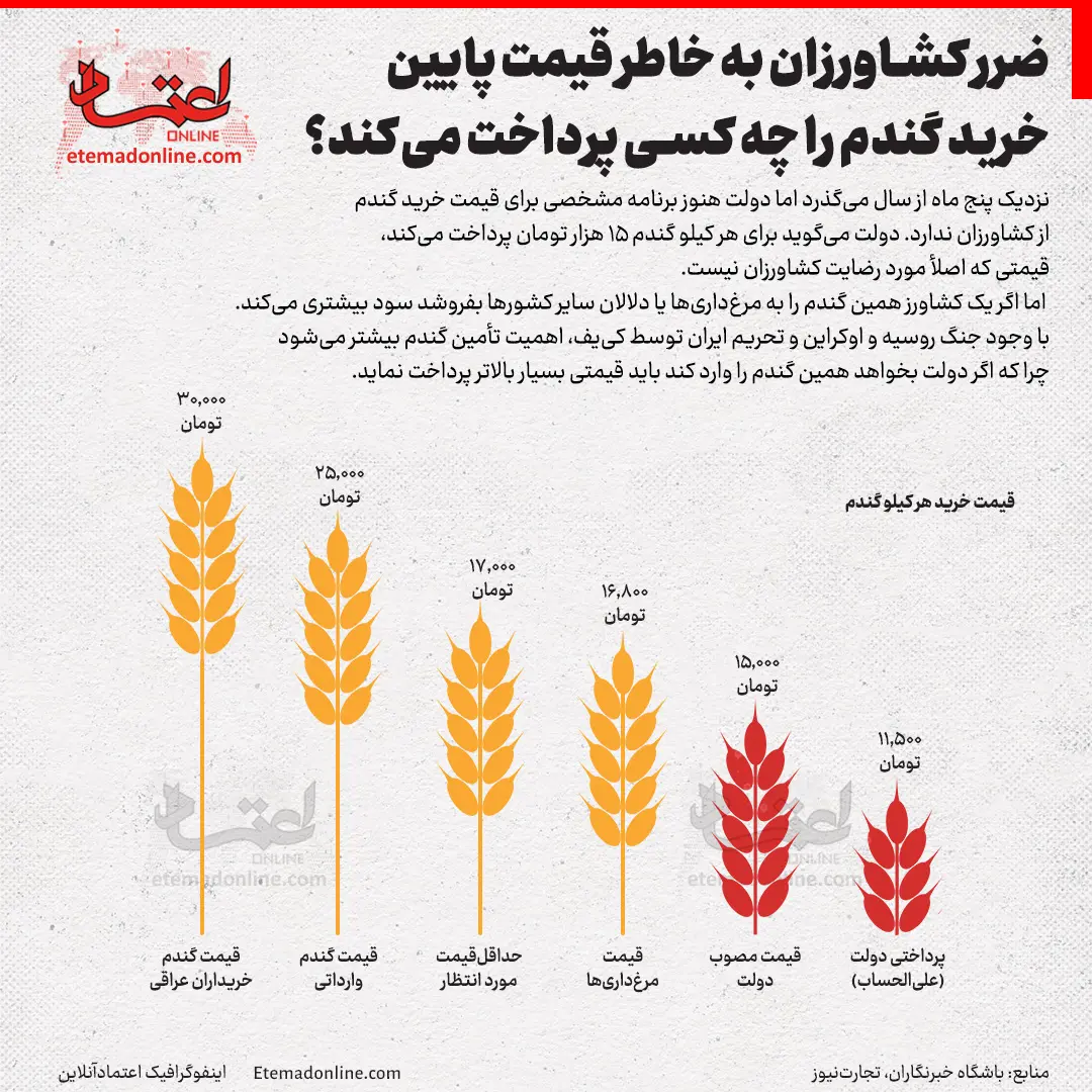 اینفوگرافی | ضرر کشاورزان به خاطر قیمت پایین خرید گندم را چه کسی پرداخت می‌کند؟