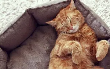 تحقیقات تازه ثابت کرد که گربه‌ها هم خواب‌های عجیبی می‌بینند