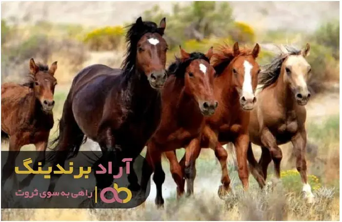 خرید اسب ترکمن بهترین گزینه برای سرمایه گذاری است