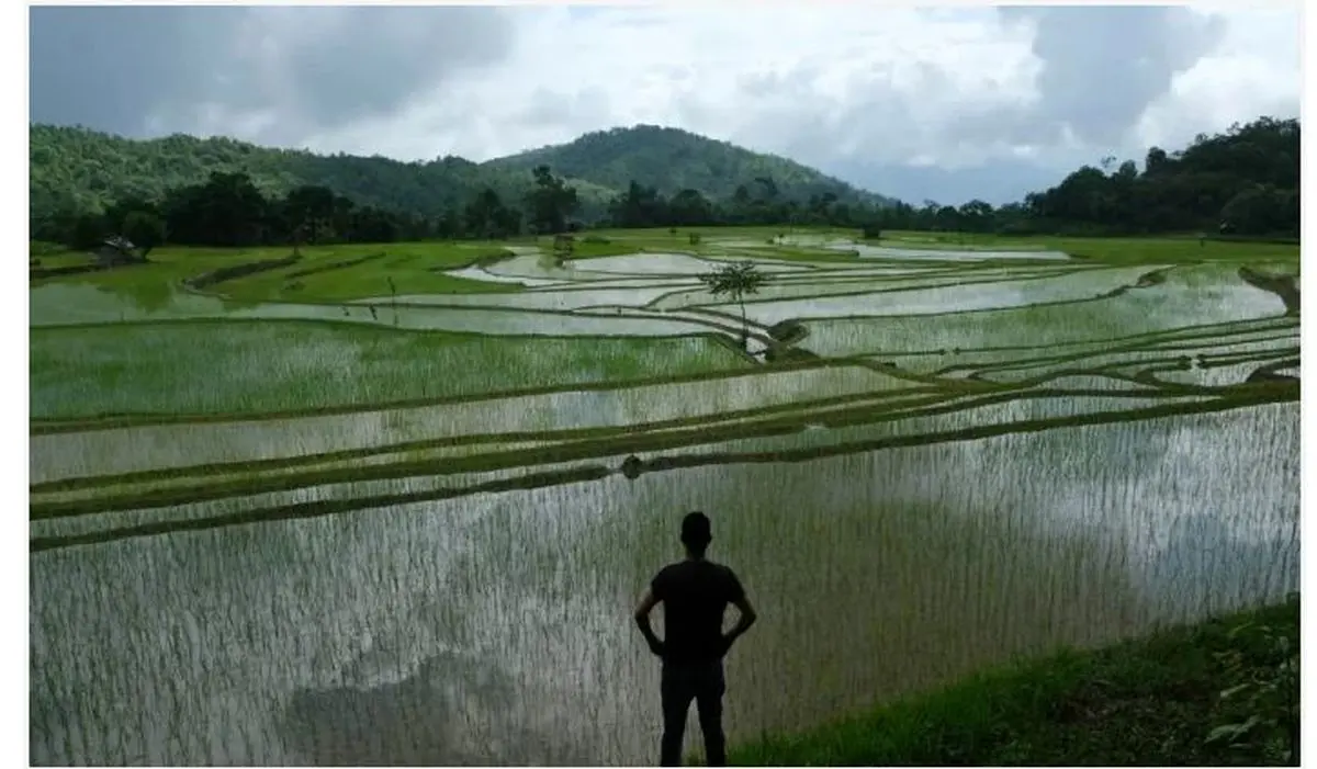 هند صادرات برنج را ممنوع کرد؛ افزایش نگرانی‌‌ها بابت بحران غذایی