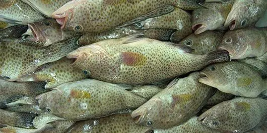 ۵۰۰ کیلوگرم ماهی غیرمجاز در خراسان جنوبی کشف شد