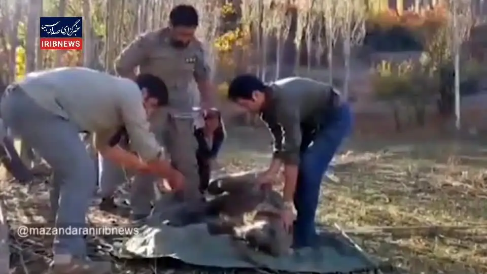 ببینید | نجات خرس قهوه‌ای از تله توسط محیط‌بانان