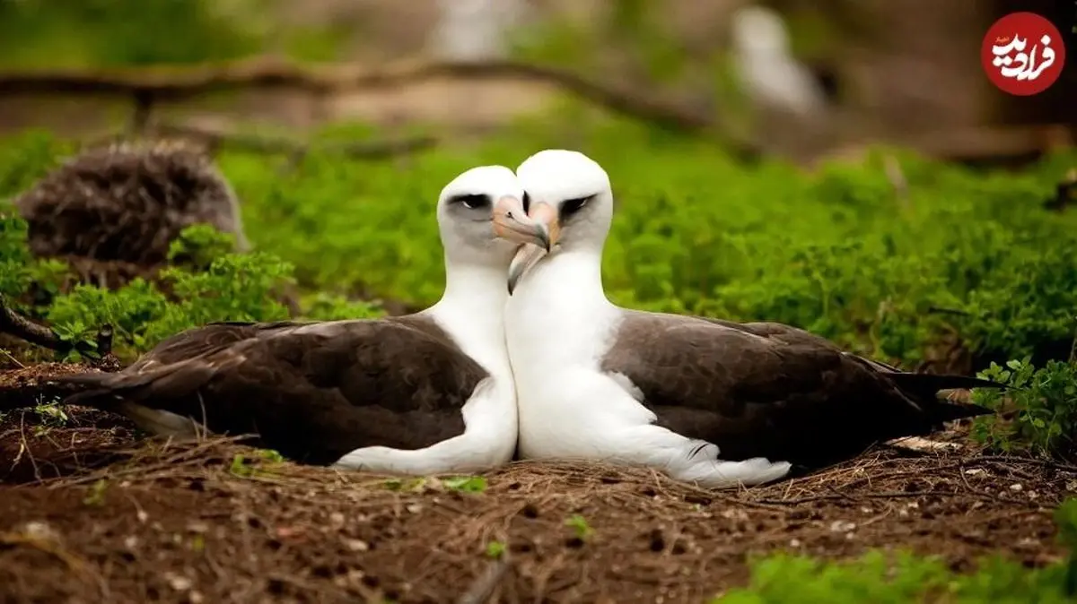 پرنده‌ها به‌دلیل خیانت از هم طلاق می‌گیرند