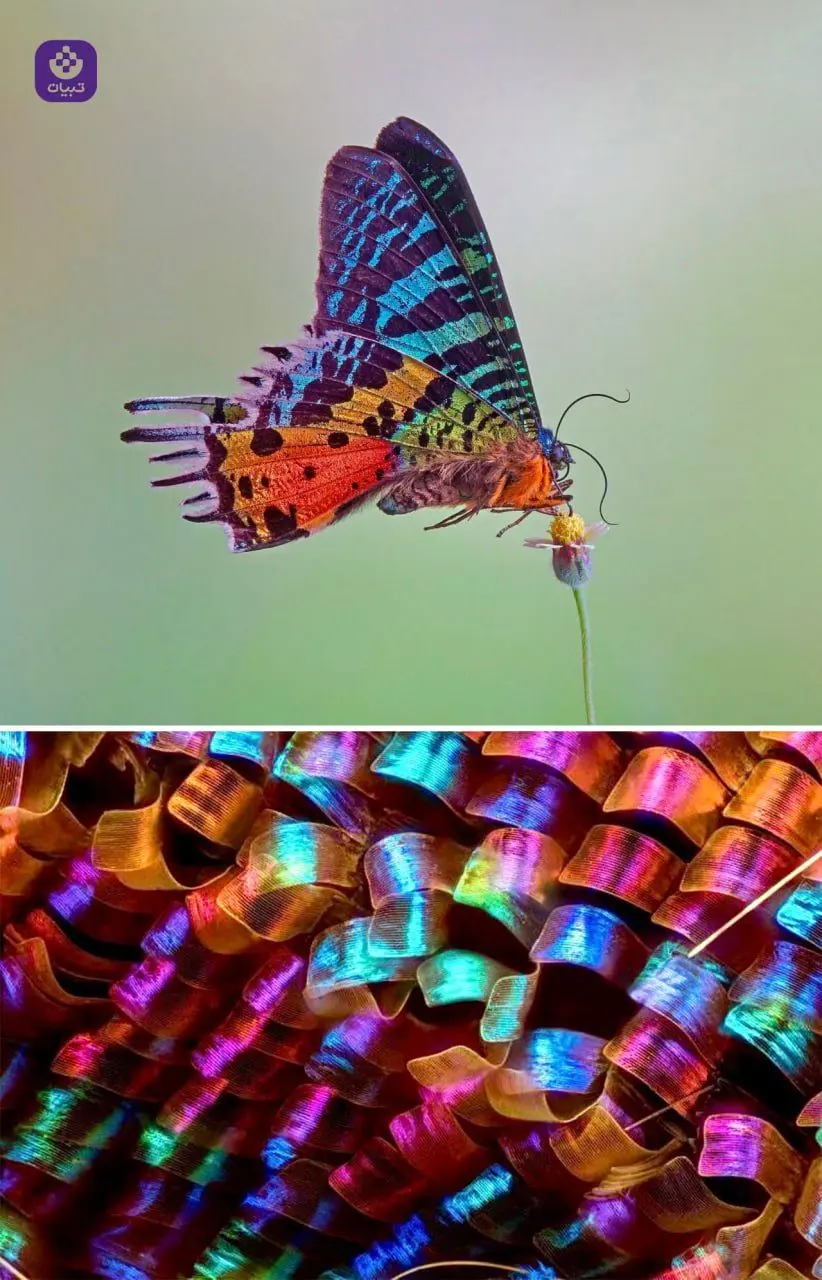 تصویری زیبا از بال‌ یک پروانه زیر میکروسکوپ + عکس