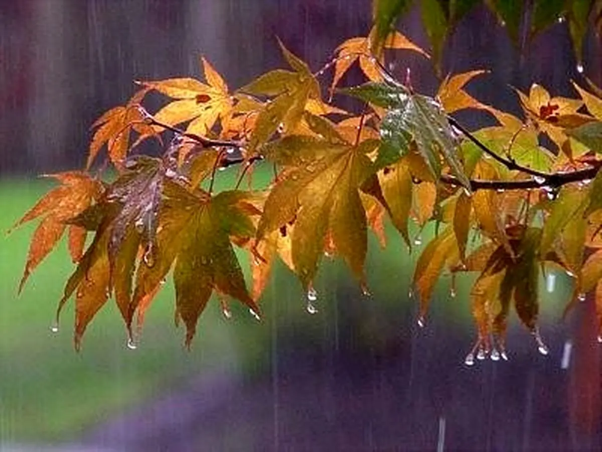بارش باران در برخی استان‌های کشور طی روزهای آینده
