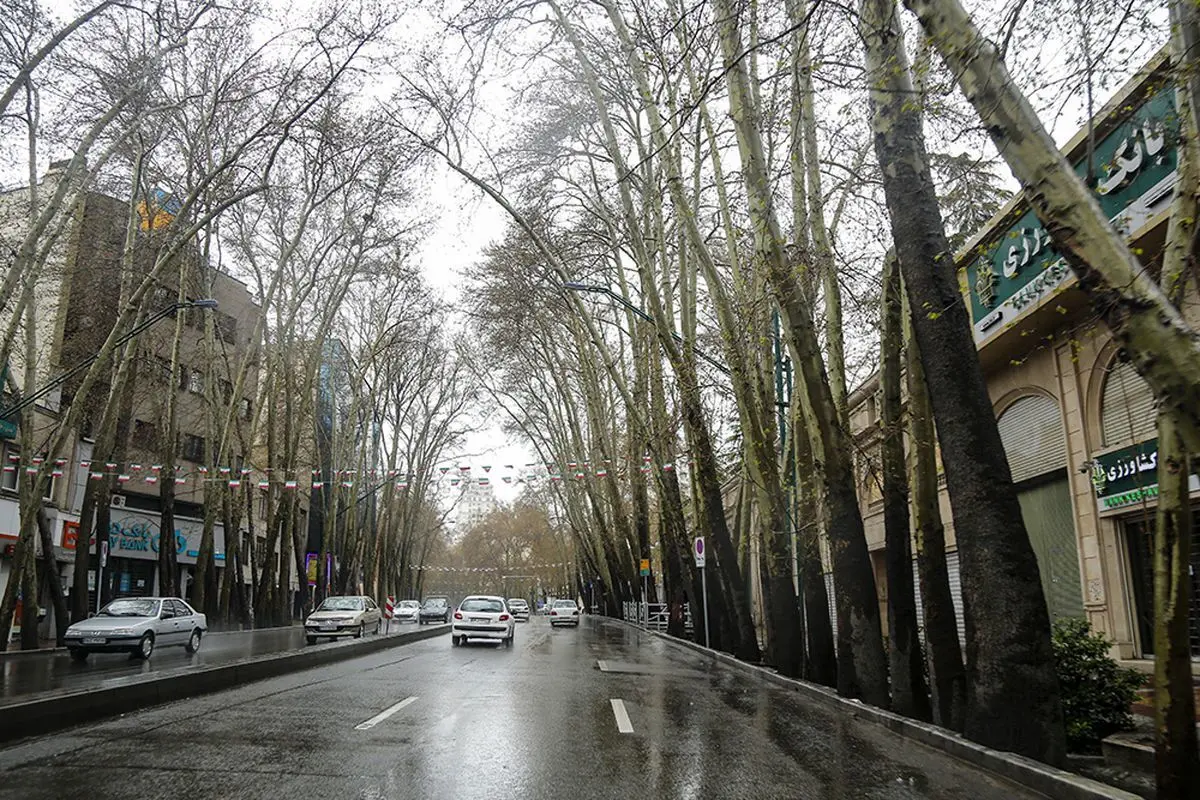 ۱۷۹ درخت در خیابان ولی عصر به عنوان درختان خشک ثبت شده‌اند