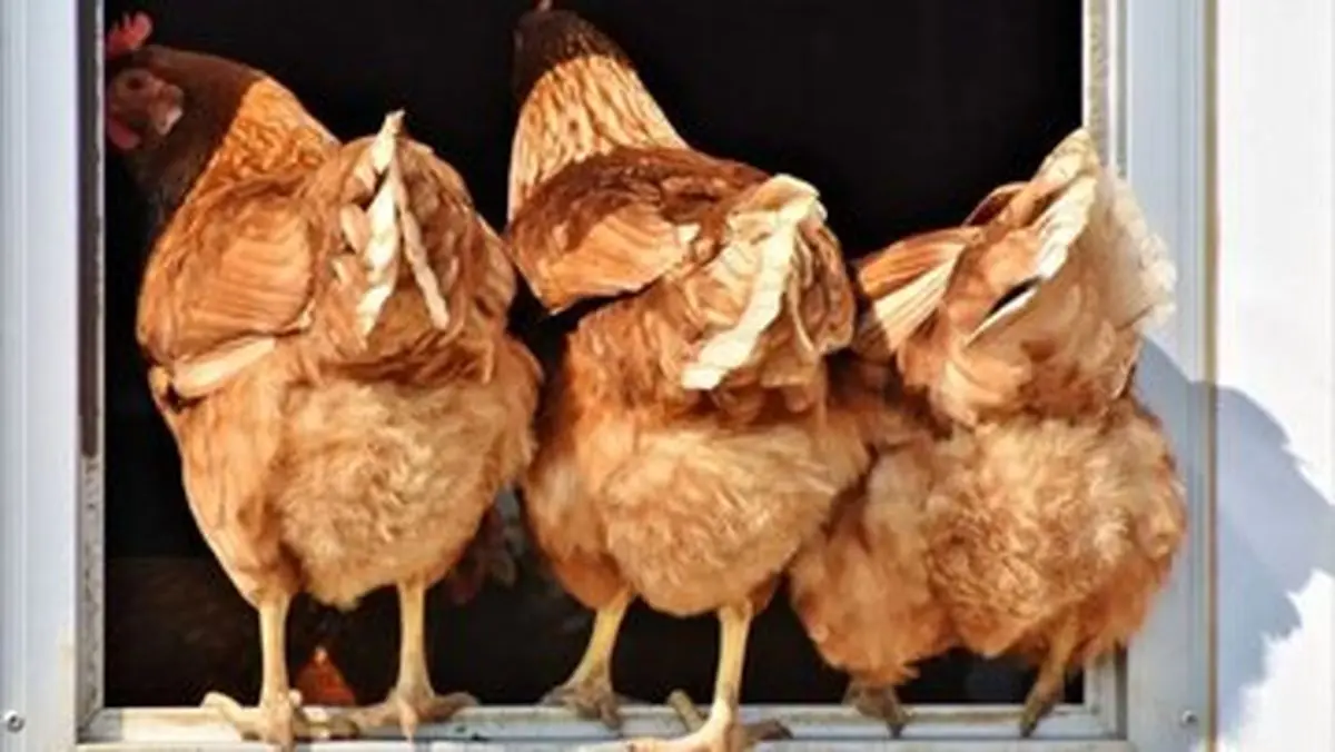 دانشمندان از پر مرغ انرژی پاک تولید می‌کنند!