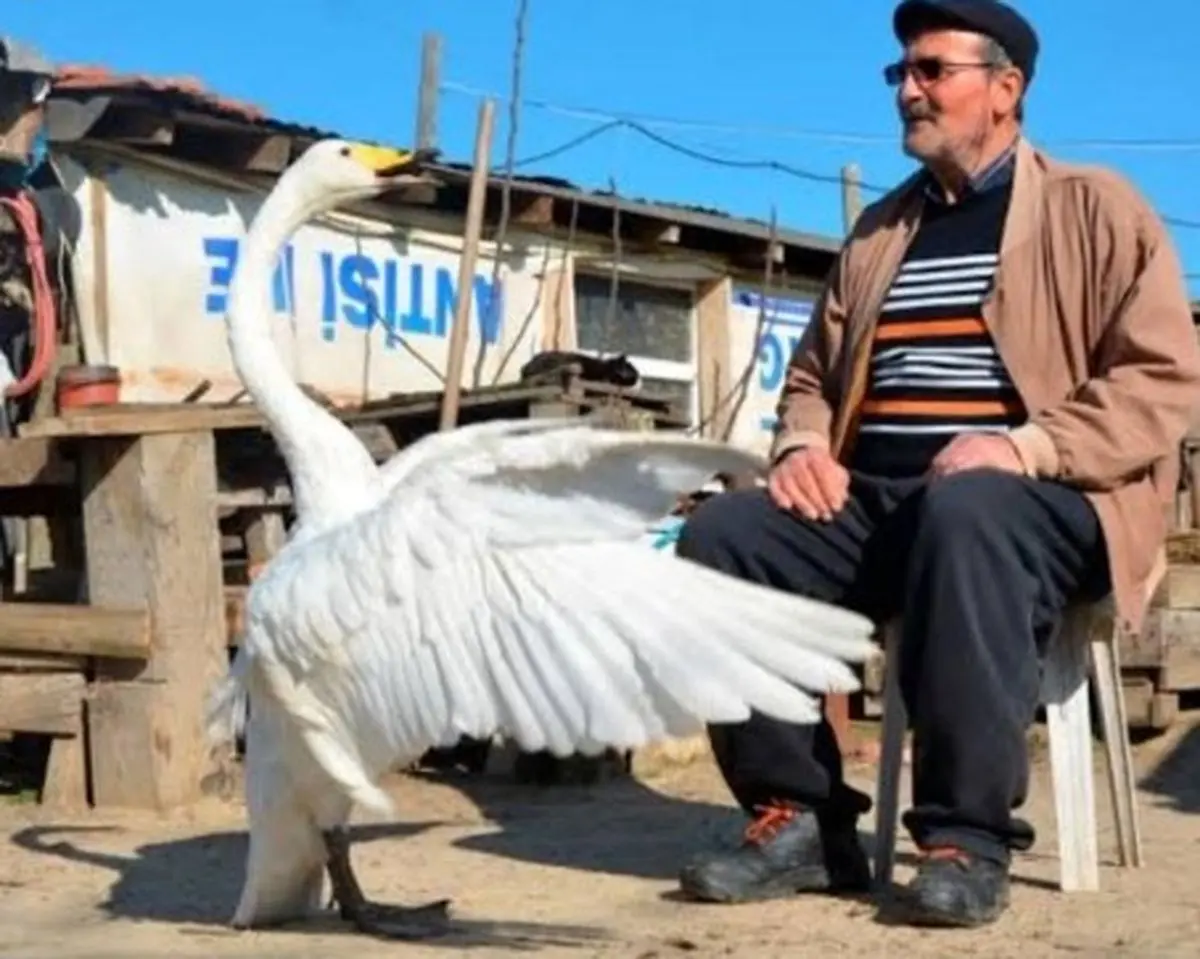 پرنده‌ای عجیب که ۳۷ سال با پیرمرد اهل ترکیه زندگی کرد+ عکس