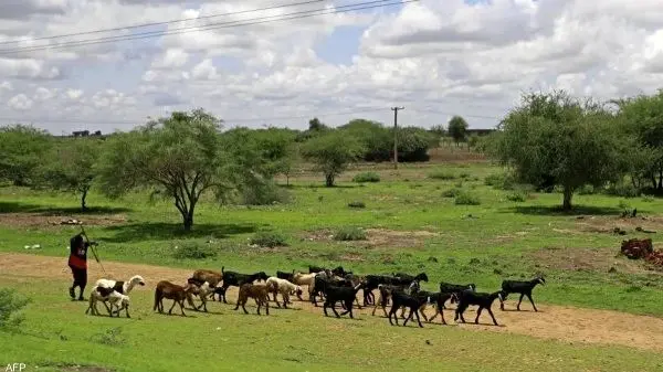 اقدام جالب اسپانیا برای مهار آتش‌سوزی؛ ماموریت ۲۹۰ گوسفند و بز برای خوردن پوشش گیاهی