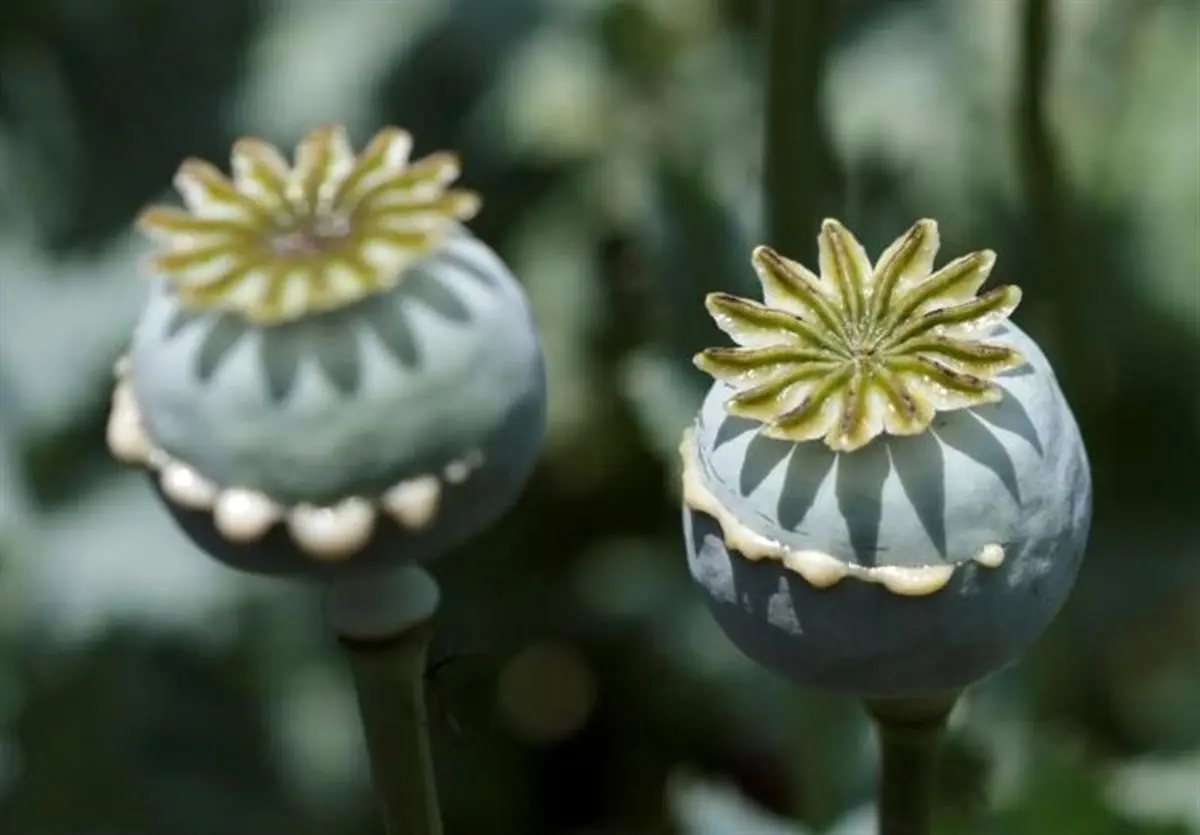 ستاد مبارزه با مواد مخدر: میزان مجوز واردات تریاک سالانه ۵۰ تن است / نباید اجازه ندهیم هزینه‌های زیادی برای به دست آوردن تریاک ناخالصی کنیم که از افغانستان وارد می‌شود