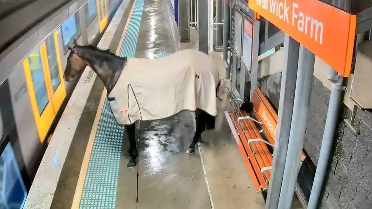 ببینید| اسبی که می‌خواست سوار متروی سیدنی شود!