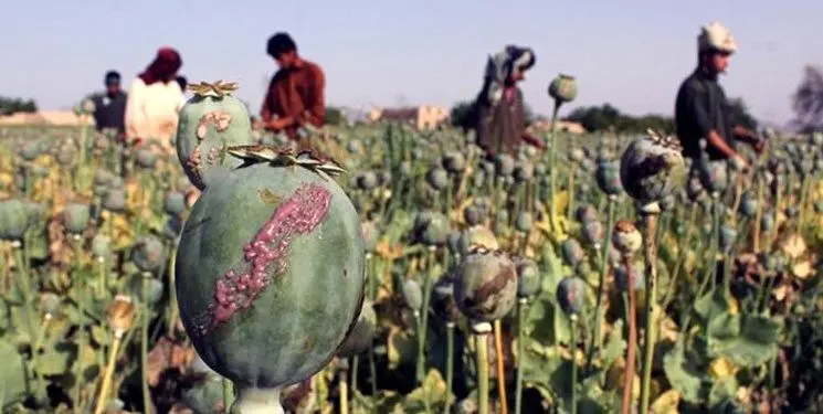 پس از افغانستان، کدام کشورها بیشترین تریاک را تولید می‌کنند؟