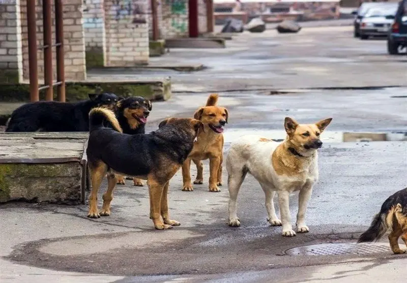 عاقبت سگ‌های ولگردی که شهرداری تهران می‌گیرد چه می‌شود؟