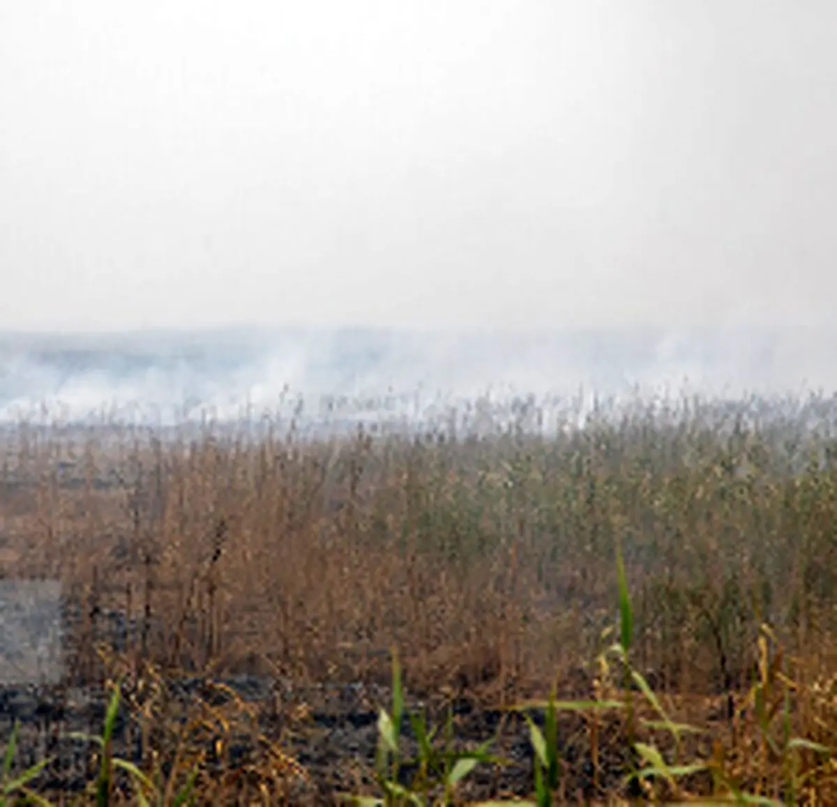 انتشار دود هورالعظیم در سراسر اهواز؛ ادامه آتش‌سوزی‌های تالاب تا اواخر مهر
