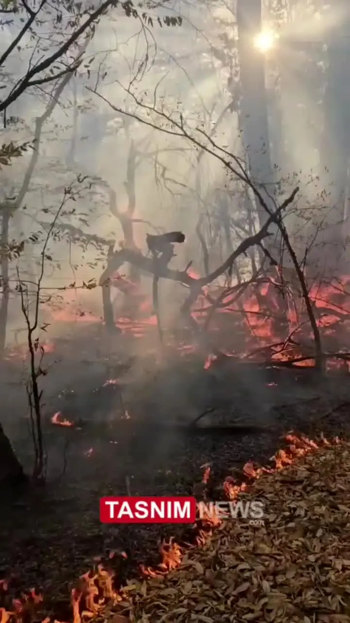 ببینید| آتش در جنگل‌های استان گلستان زبانه می‌کشد