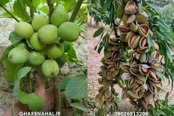 مرکز خرید نهال بادام و گردو دیرگل مقاوم به سرما