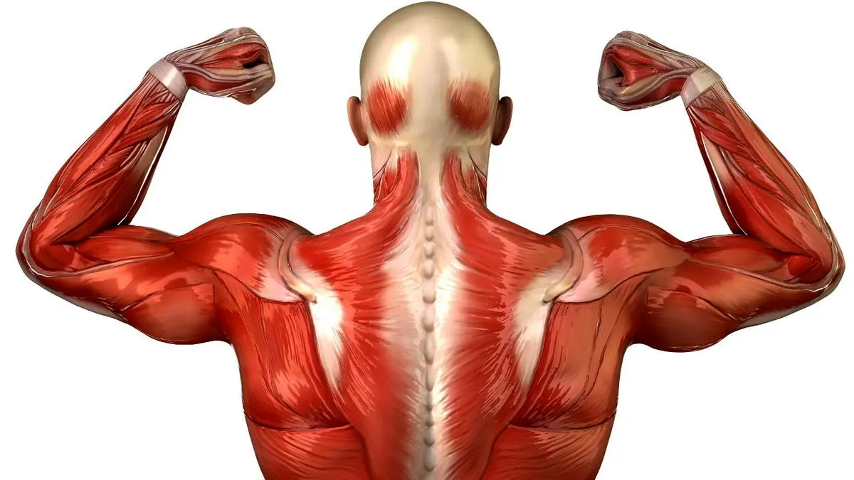 چگونه عضلات بدن خود را تقویت کنیم؟