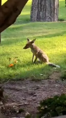 ببینید | حضور یک روباه در کاخ گلستان!