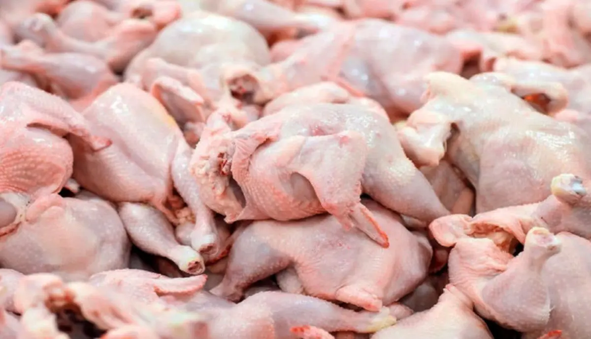 هزار تن گوشت مرغ مازاد از تولیدکنندگان گلستانی خریداری شد