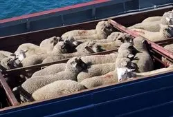 قیمت دام زنده امروز سه‌شنبه ۱۱ آذر ۱۴۰۴