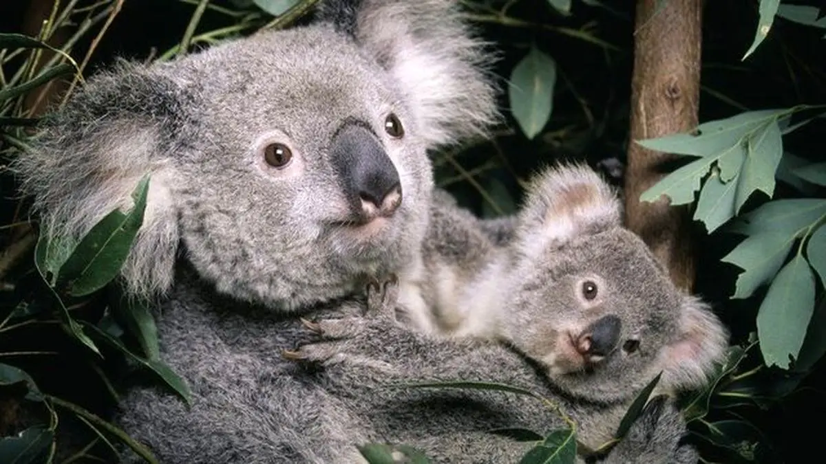 استرالیا کوآلاها را در فهرست گونه‌های در معرض خطر انقراض قرار داد