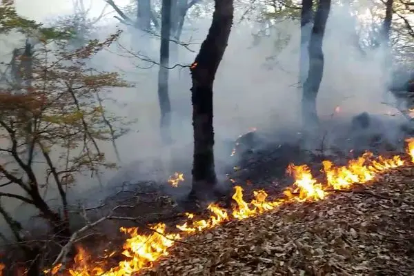 ۳ هکتار از عرصه جنگلی کارمزد سوادکوه دچار حریق شد