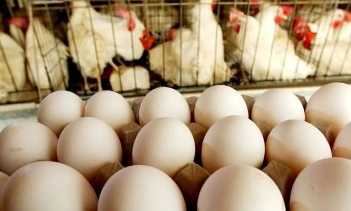 بازگشت قیمت تخم مرغ به کانال ۴۳ هزار تومان