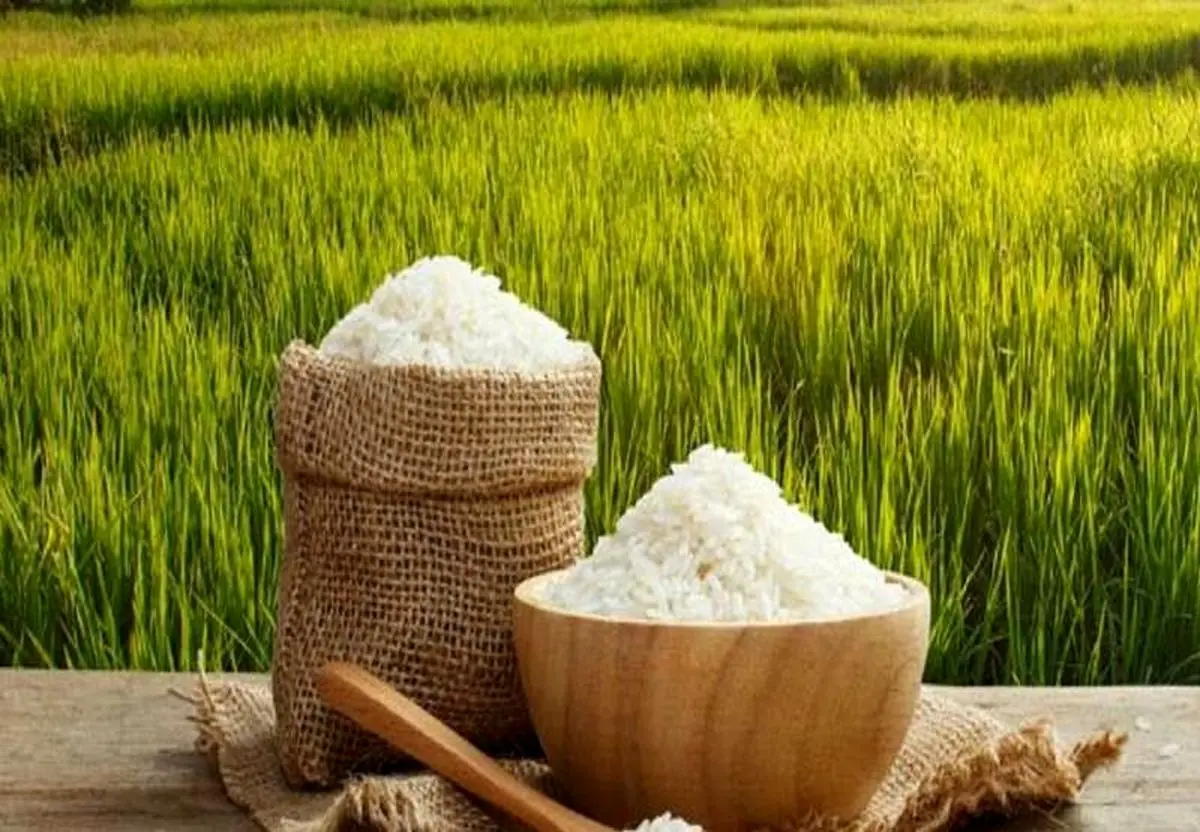 خرید برنج داخلی در فصل ممنوعیت واردات/ انجمن واردکنندگان برنج از کشاورز ایرانی حمایت می کند