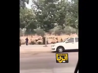  ببینید| آتش‌سوزی در باغات چمران شیراز جنب بیمارستان اردیبهشت