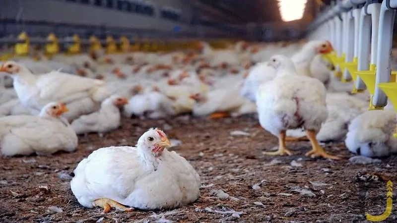 صنعت مرغداری ایران در حال فروپاشی است