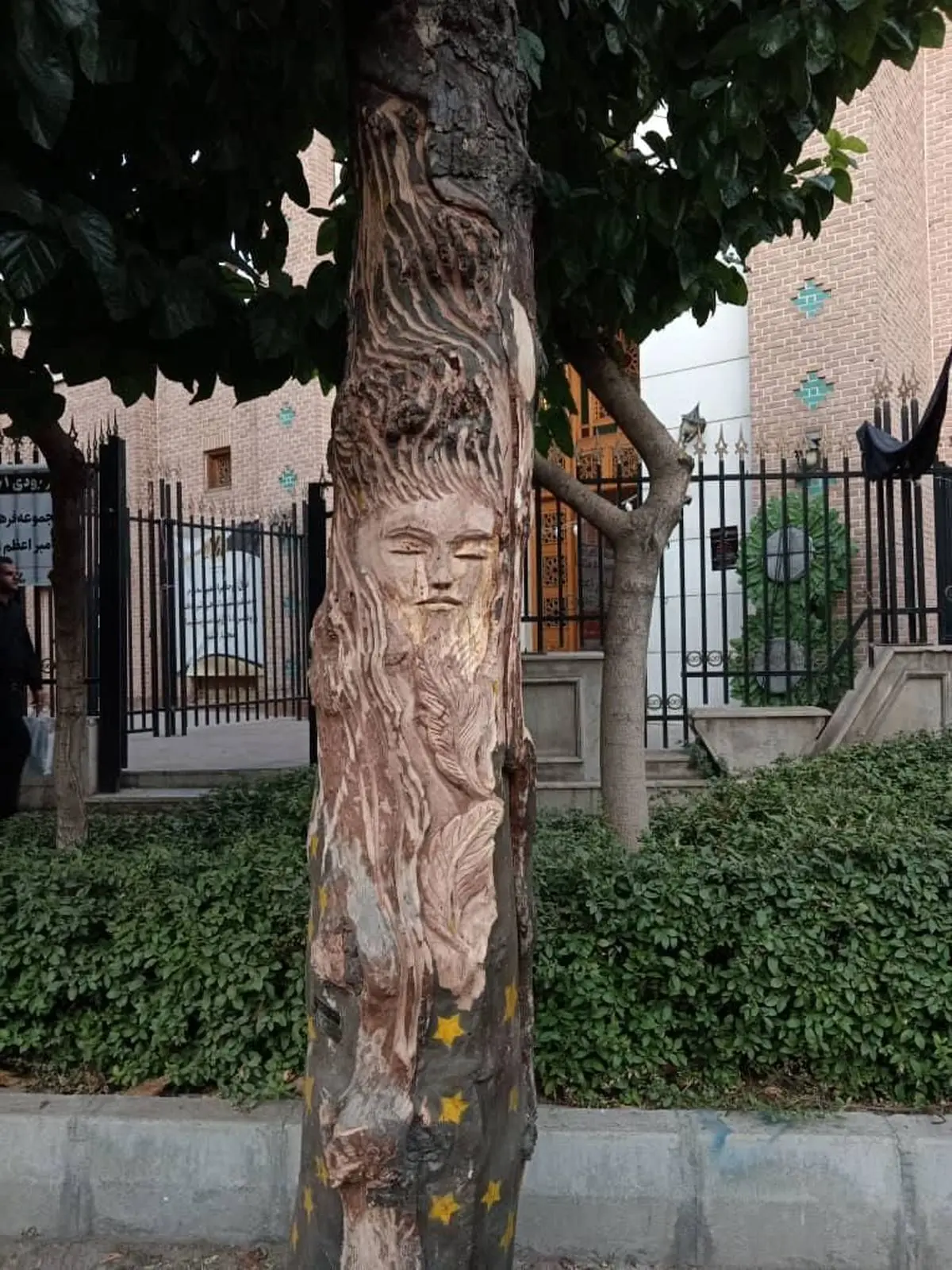 قطع درخت ارزشمند به خاطر نقش زن روی آن در تهران + عکس 