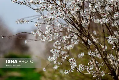بهار شکوفه گل درخت