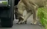 شیر باغ وحش، جوان کنجکاو برزیلی را قورت داد + ویدیو