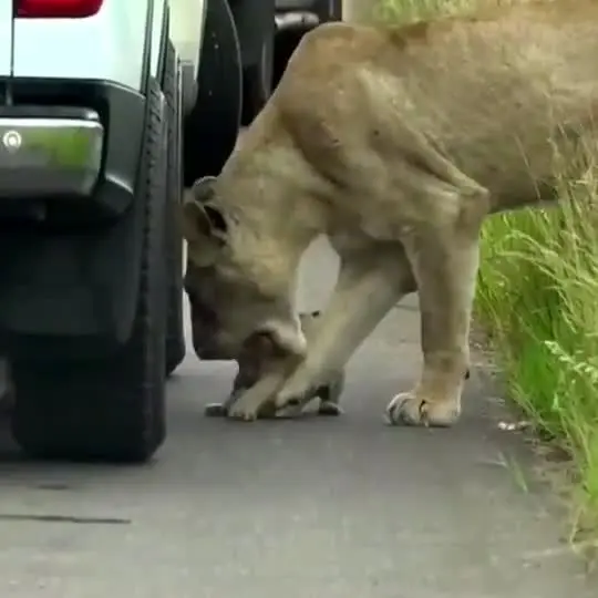 جوان،شيرها،شير،دريده،ويديو