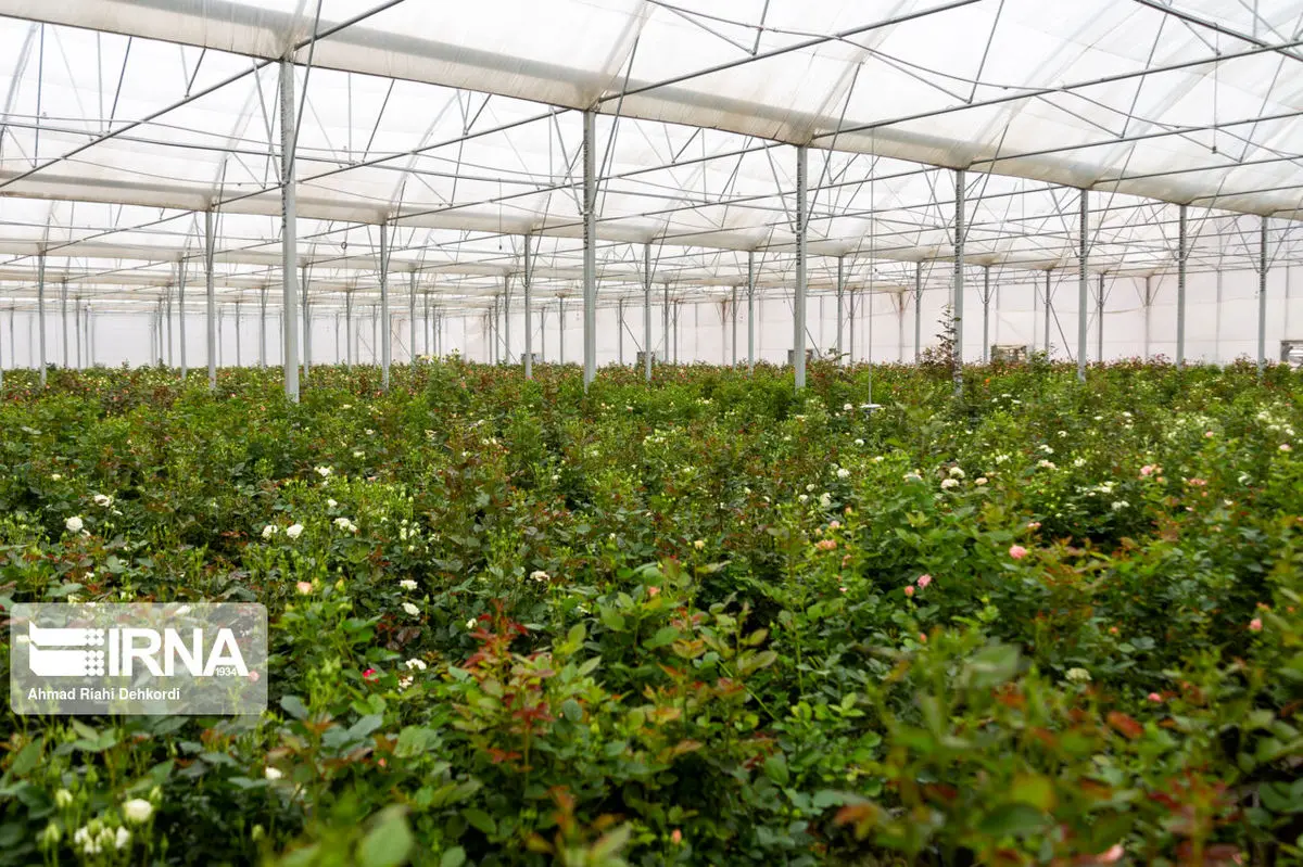 توسعه و جهش کشت گلخانه‌ای در لرستان/ محصولات باغبانی تجاری سازی شوند