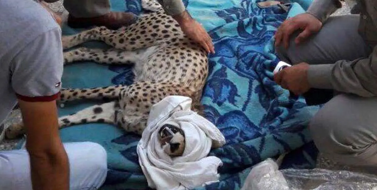 یوزپلنگ ایرانی در یک قدمی انقراض/ برای اولین بار تخمدان توله‌یوز تلف شده ذخیره‌سازی می‌شود