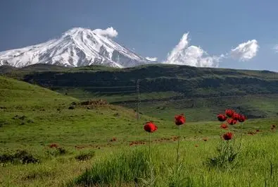 شقایق لار دماوند