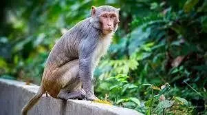 میمون‌ها منجر به مرگ کودکی دو ماهه در هند شدند