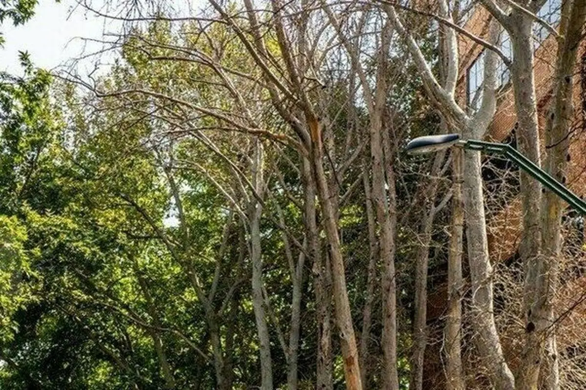 تعیین جریمه ۱۱۷ میلیارد تومانی برای خشکاندن درختان خیابان ولیعصر 