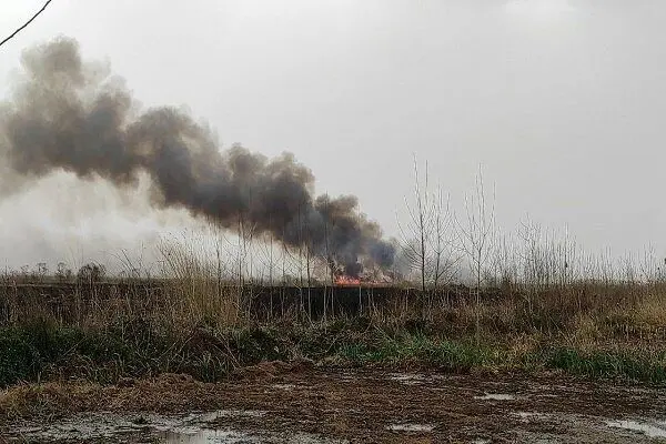 آتش سوزی ۶ هکتاری در عرصه های جنگلی گیلان/ حریق سطحی بود