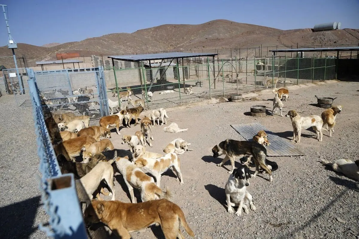 در یک هفته اخیر ۳۰۰ قلاده سگ ولگرد از دامشهر جمع آوری شد