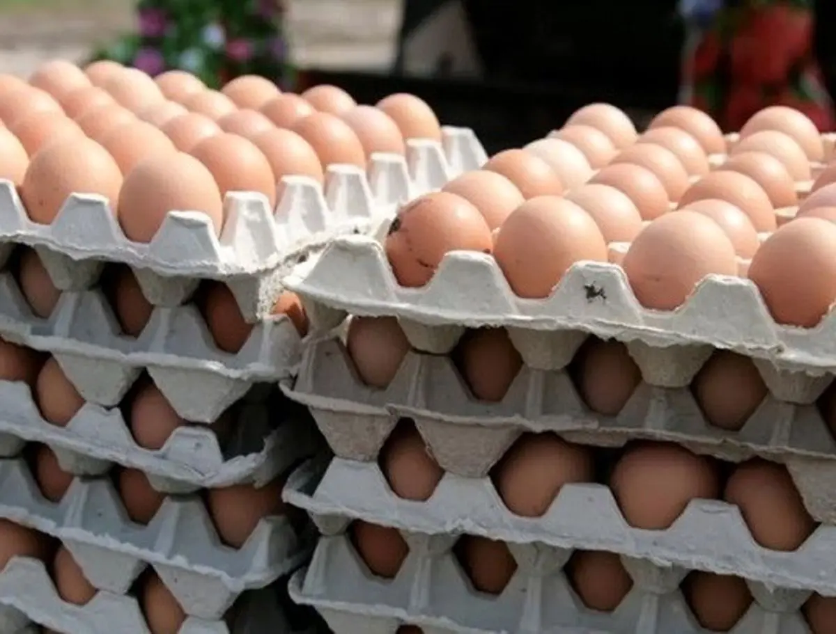 قیمت تخم‌مرغ رکورد زد؛ هر دانه ۵۵۰۰ تومان!