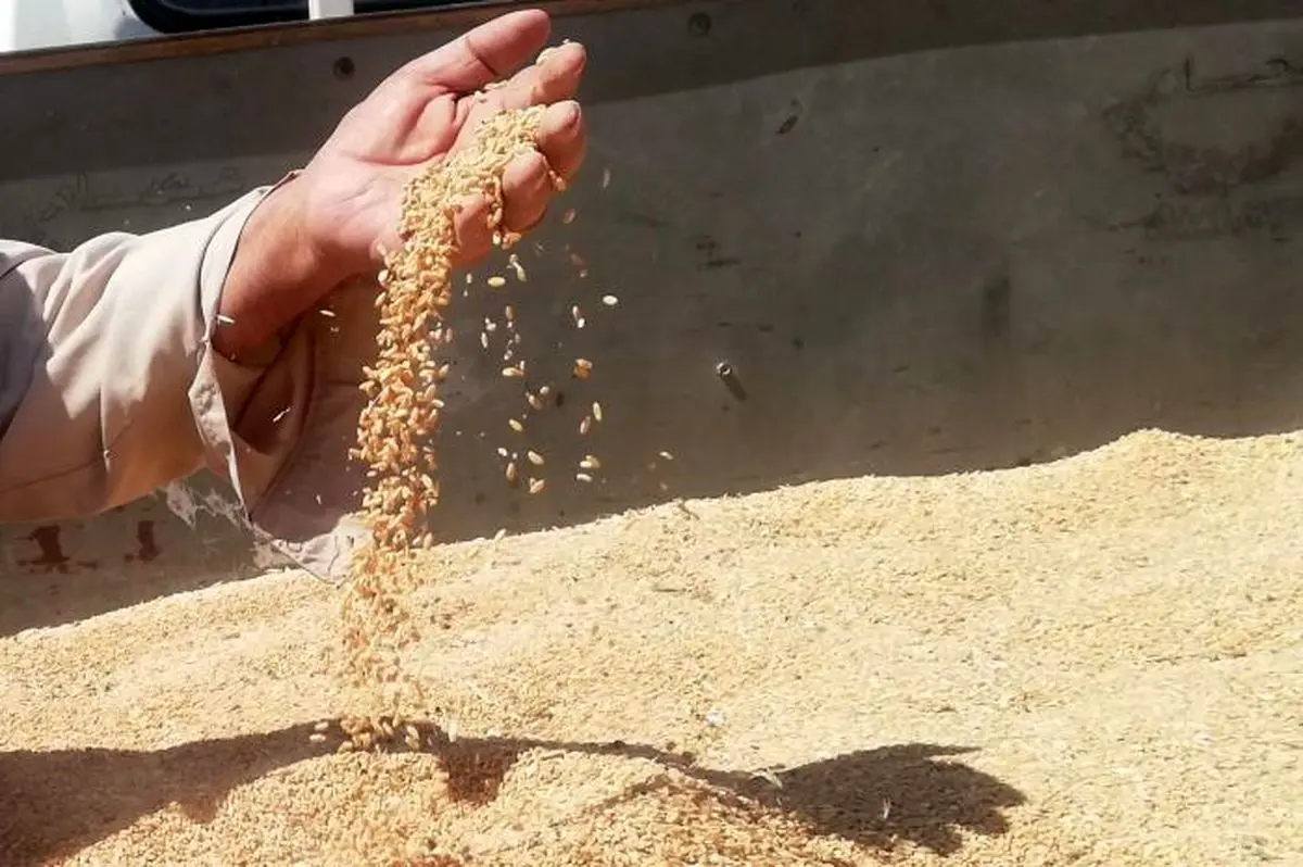 ۵۳ هزار تن گندم در یک استان گم شد!