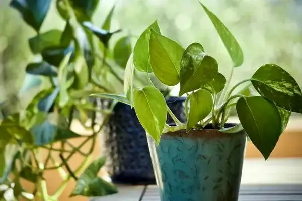 اینفوگرافی| با این گیاهان هوای خانه خود را تصفیه کنید