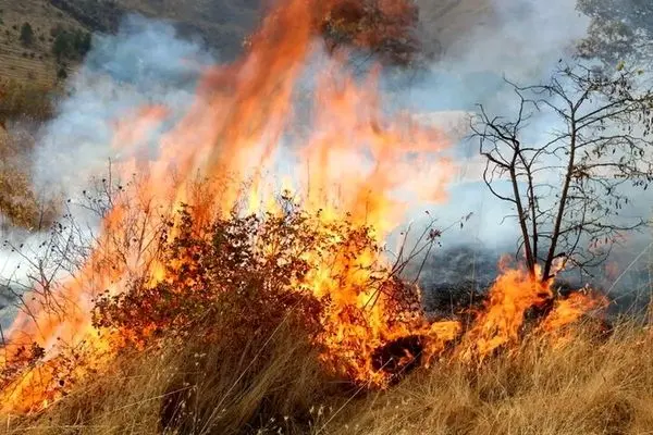 سخنگوی قوه قضائیه: آتش زدن عمدی جنگل‌ها ۳ تا ۱۰ سال حبس را به دنبال خواهد داشت