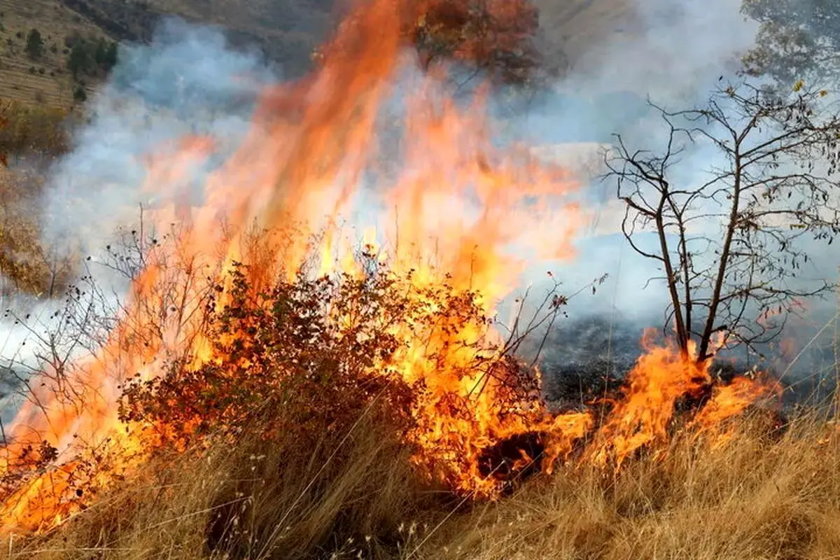 سخنگوی قوه قضائیه: آتش زدن عمدی جنگل‌ها ۳ تا ۱۰ سال حبس را به دنبال خواهد داشت