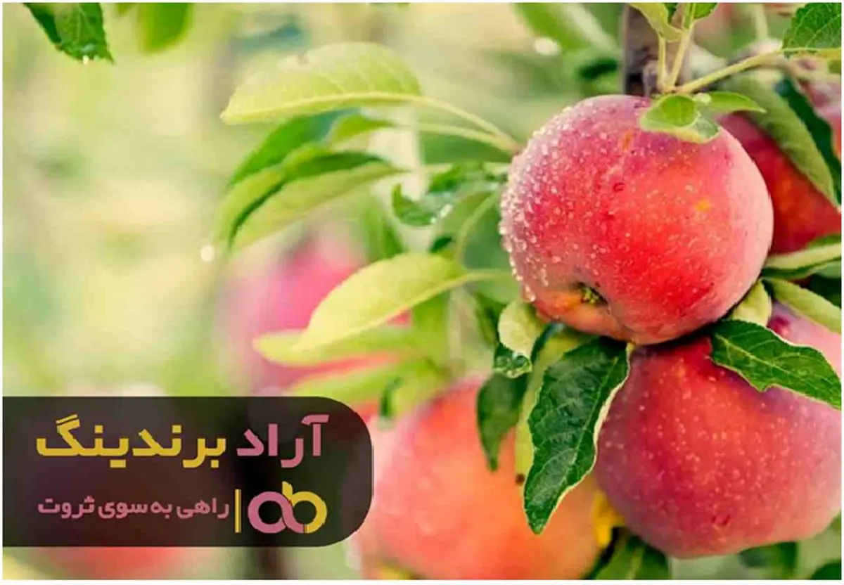 صادرات سیب درختی اشنویه به آمریکا